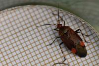 Deraeocoris olivaceus