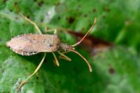 Gonocerus acuteangulatus