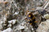 Liocoris tripustulatus