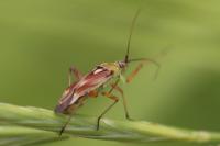 Calocoris roseomaculatus