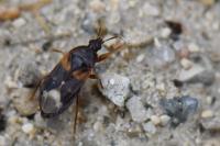 Lyctocoris dimidiatus