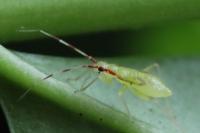 Campyloneura virgula