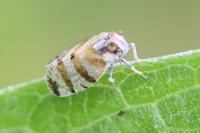 Tachycixius venustulus