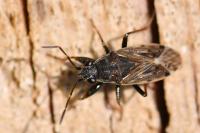 Peritrechus gracilicornis