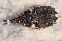 Aradus versicolor