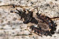 Aradus versicolor