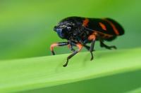 Cercopis intermedia