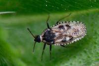 Dictyla echii