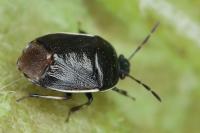Adomerus maculipes