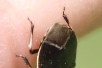 Adomerus maculipes