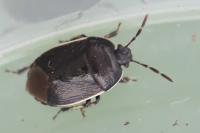 Adomerus maculipes