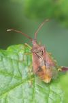 Gonocerus acuteangulatus
