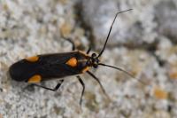 Capsodes flavomarginatus