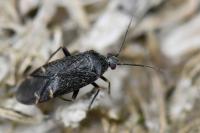 Psallus betuleti