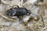 Psallus betuleti
