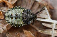 Pentatoma rufipes