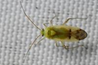 Neolygus contaminatus