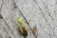 Neolygus contaminatus