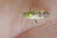 Neolygus contaminatus