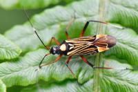 Miris striatus