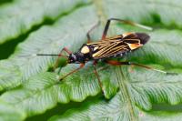 Miris striatus