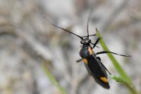 Capsodes flavomarginatus