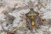 Carpocoris purpureipennis