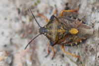 Carpocoris purpureipennis