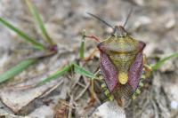 Carpocoris purpureipennis