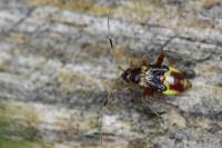Closterotomus fulvomaculatus