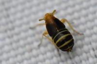 Ditropis pteridis