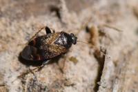 Psallus