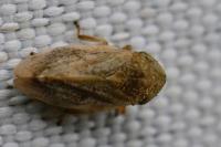 Philaenus spumarius
