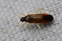 Phylus coryli