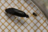 Phylus coryli