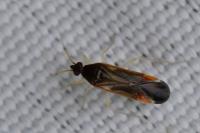 Phylus coryli