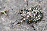 Pentatoma rufipes