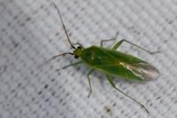 Orthotylus marginalis