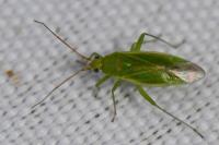 Orthotylus marginalis