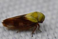 Oncopsis