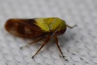 Oncopsis