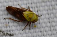 Oncopsis