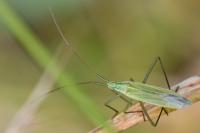 Megaloceroea recticornis