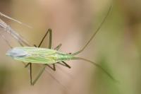 Megaloceroea recticornis