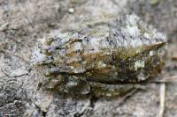 Ledra aurita