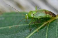 Neolygus contaminatus