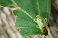 Neolygus contaminatus