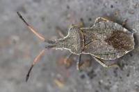Enoplops scapha