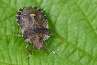 Dyroderes umbraculatus