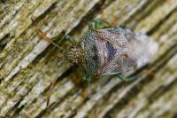 Elasmucha grisea